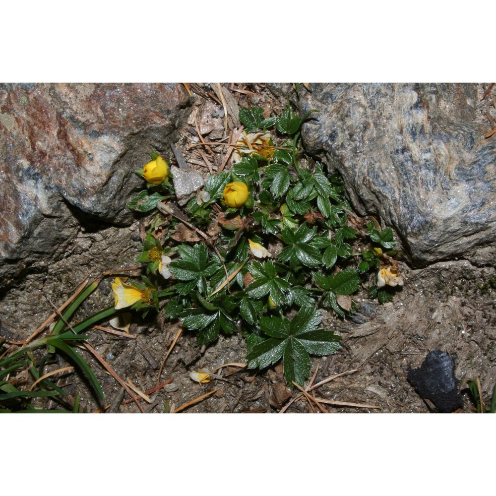 potentilla neumanniana rchb.