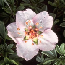 potentilla nitida l.