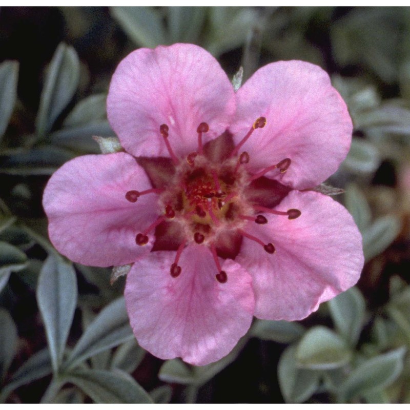 potentilla nitida l.