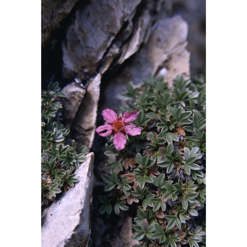 potentilla nitida l.