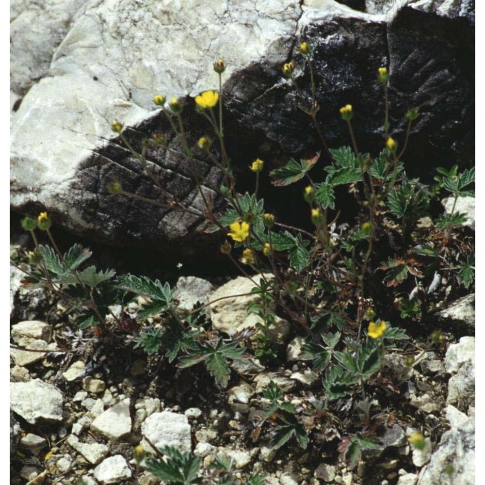 potentilla nivea l.