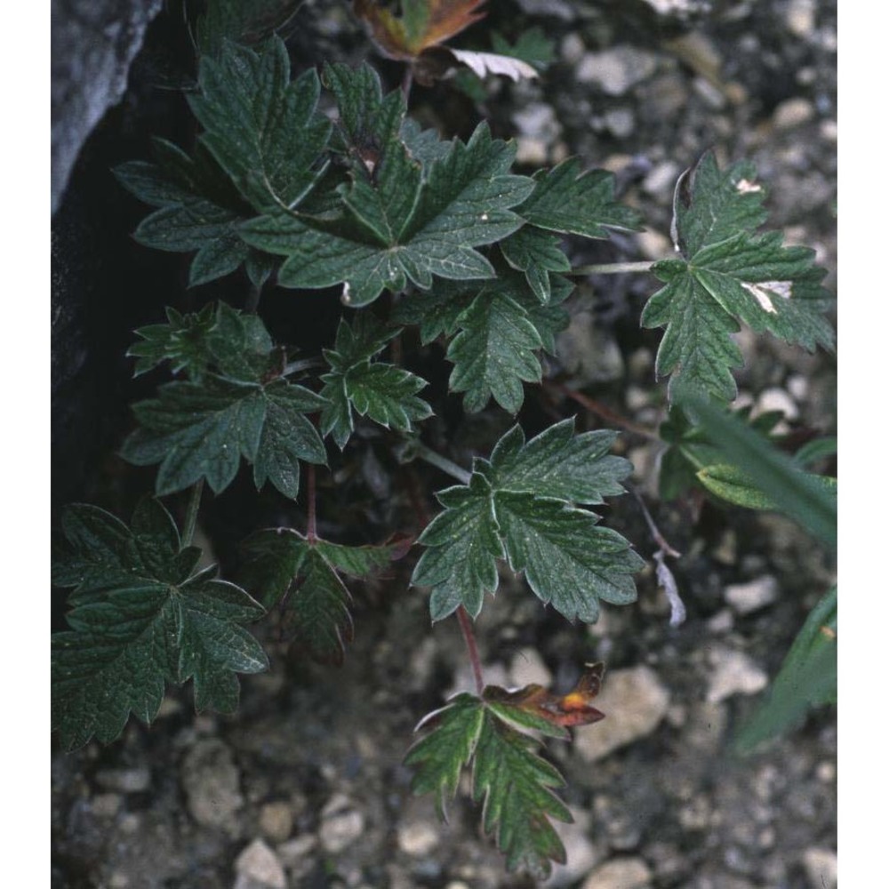 potentilla nivea l.