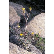 potentilla nivea l.