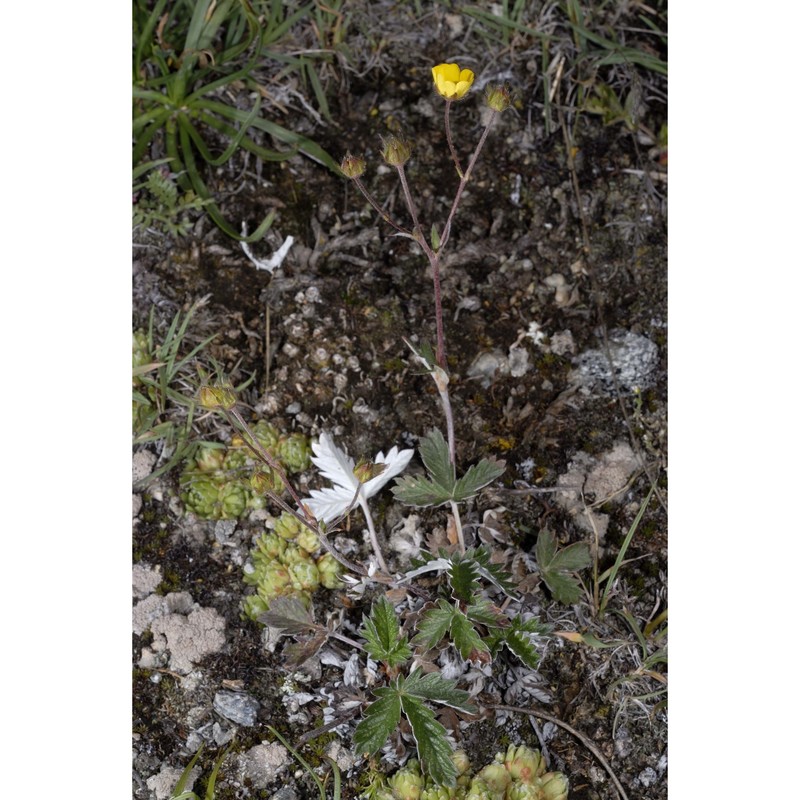 potentilla nivea l.