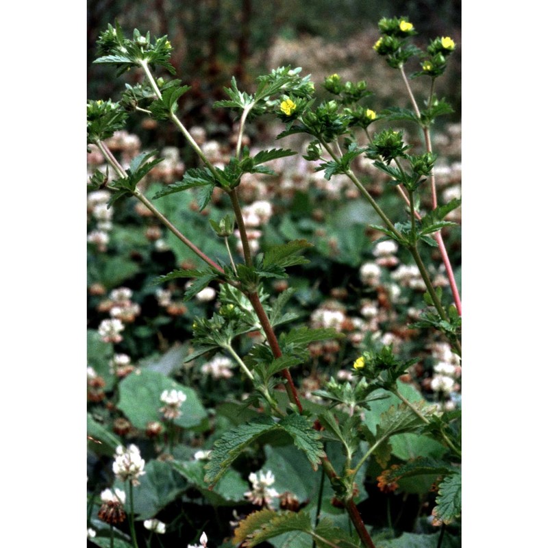 potentilla norvegica l.