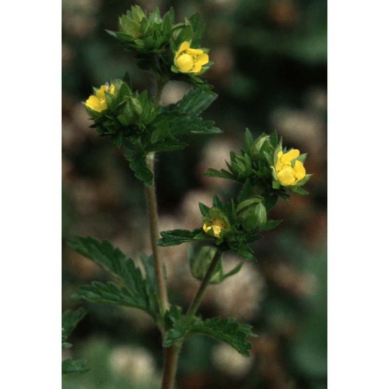 potentilla norvegica l.