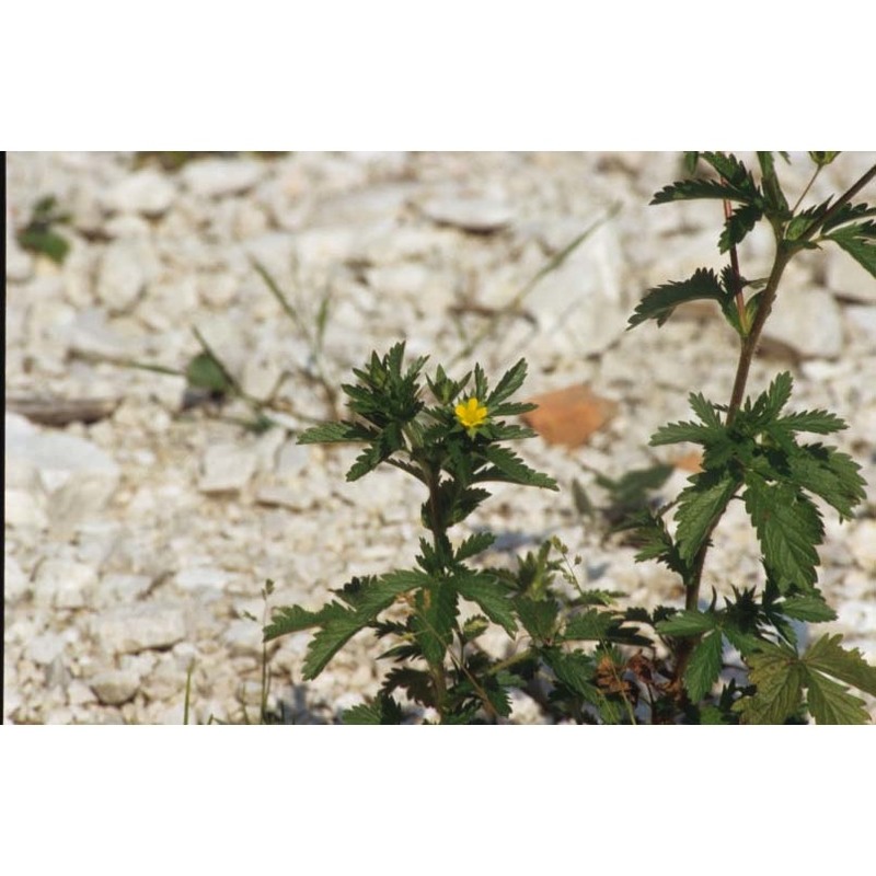 potentilla norvegica l.