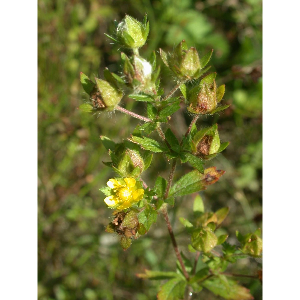 potentilla norvegica l.