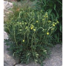 potentilla pensylvanica l.