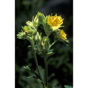 potentilla pensylvanica l.