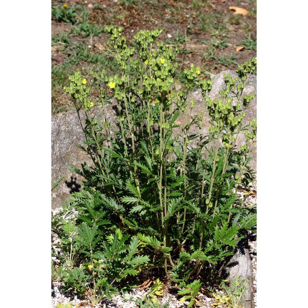 potentilla pensylvanica l.