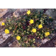 potentilla pusilla host