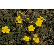 potentilla pusilla host