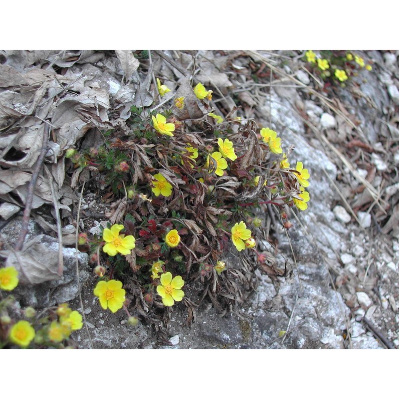 potentilla pusilla host