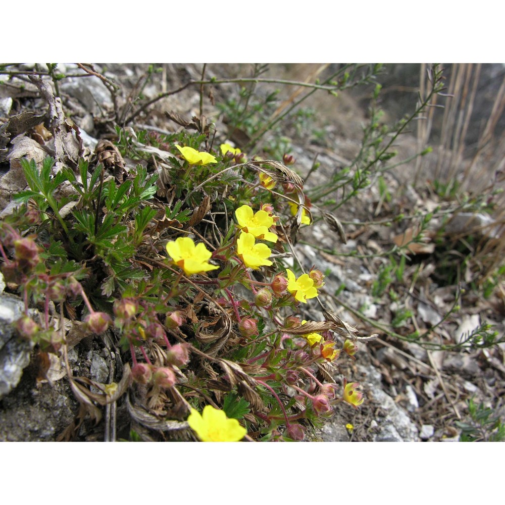 potentilla pusilla host