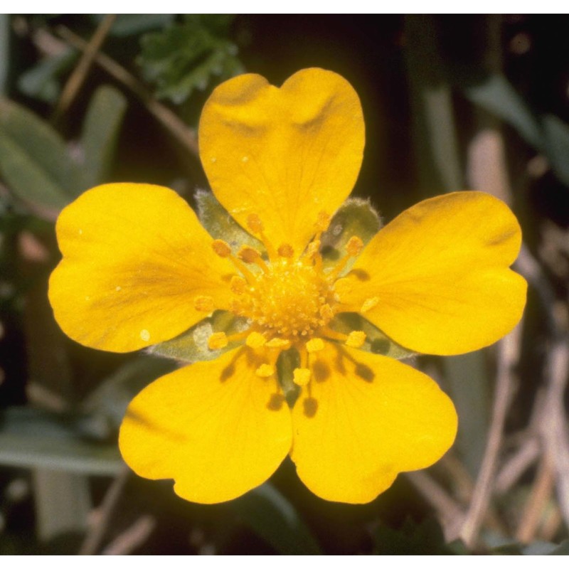 potentilla reptans l.