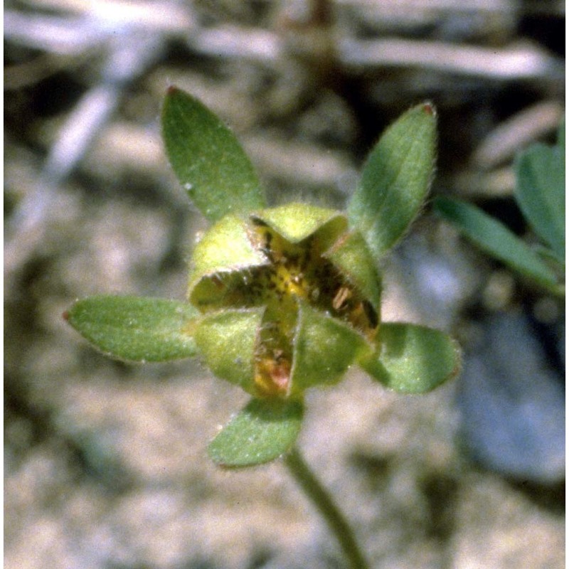 potentilla reptans l.