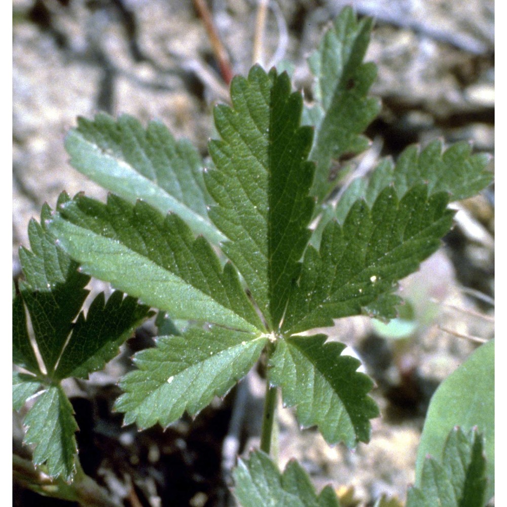 potentilla reptans l.