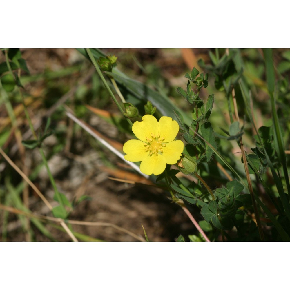 potentilla reptans l.