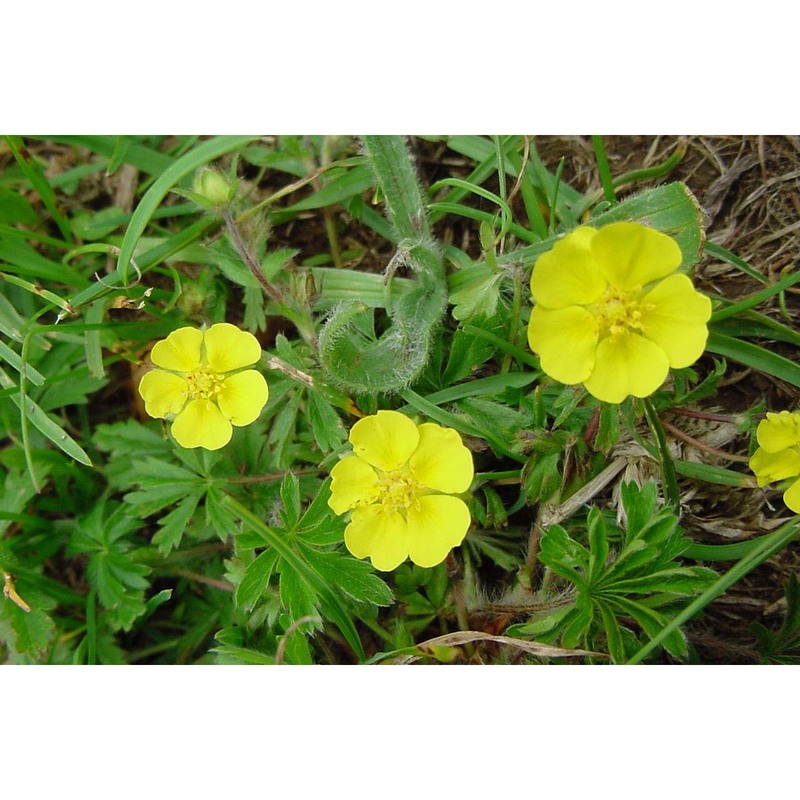 potentilla rigoana th. wolf