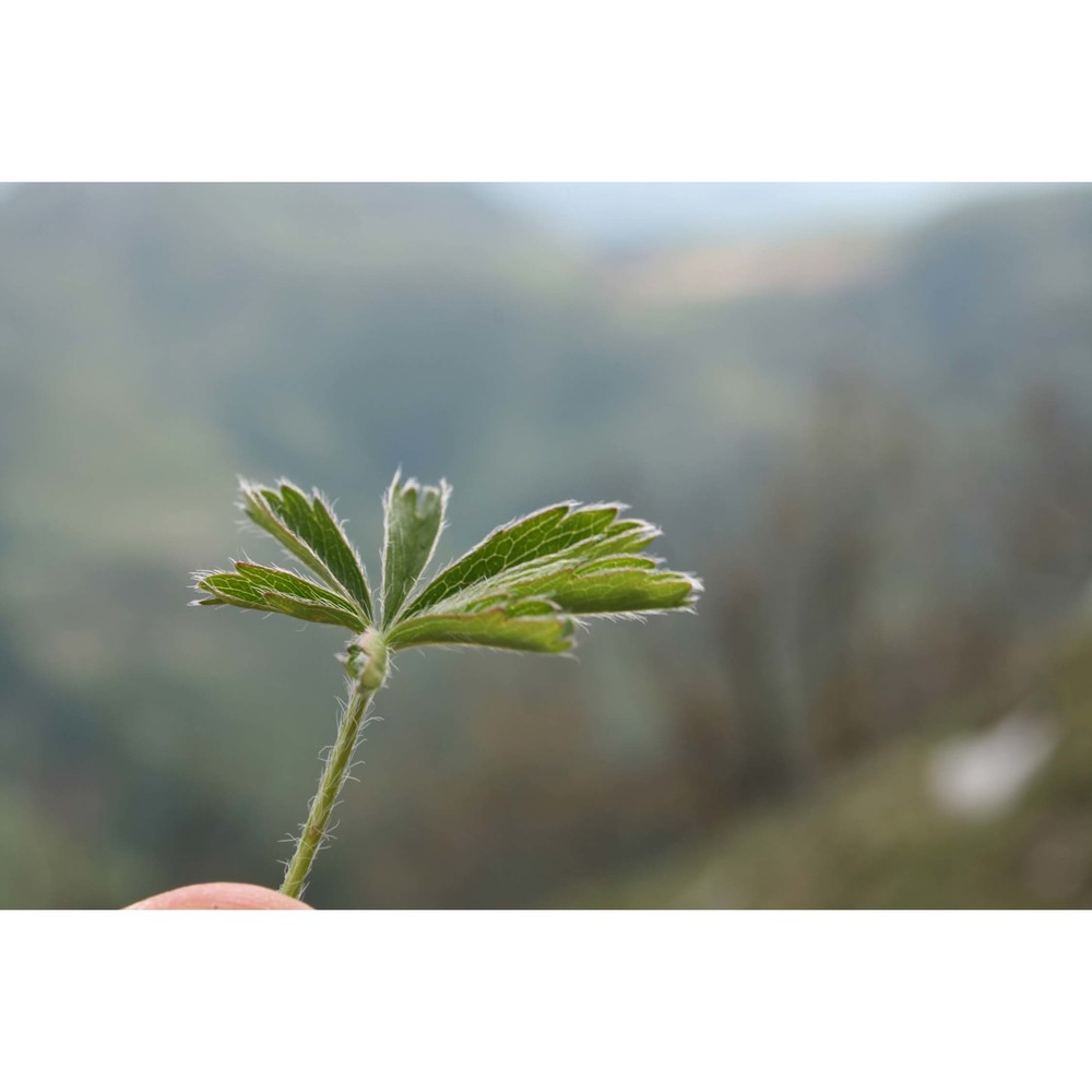 potentilla rigoana th. wolf