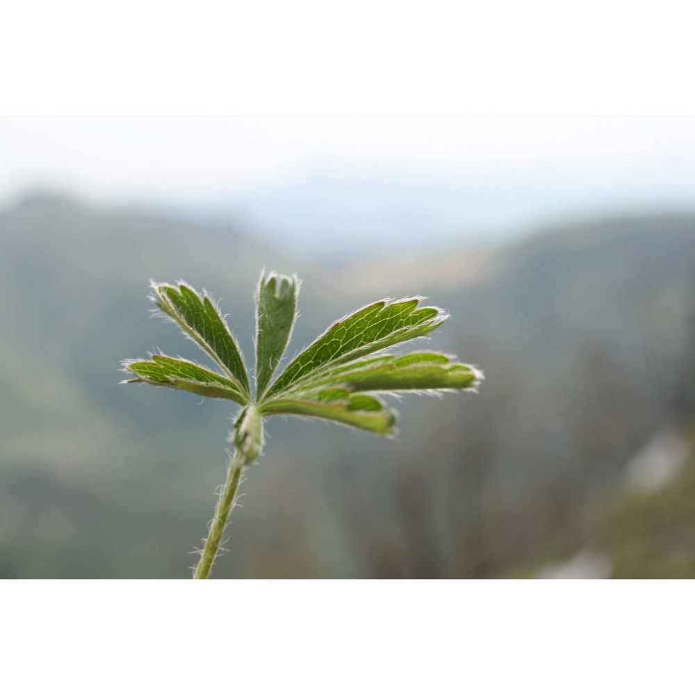 potentilla rigoana th. wolf