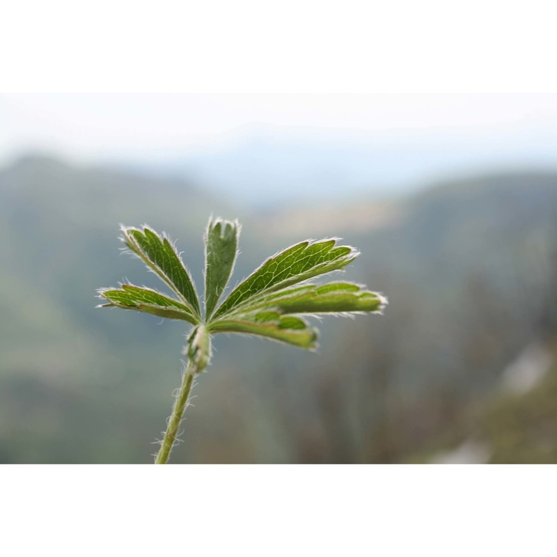 potentilla rigoana th. wolf