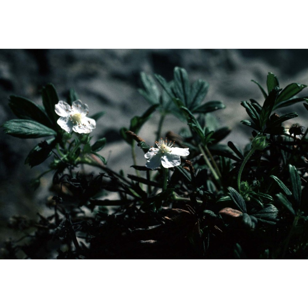 potentilla saxifraga ardoino ex de not.