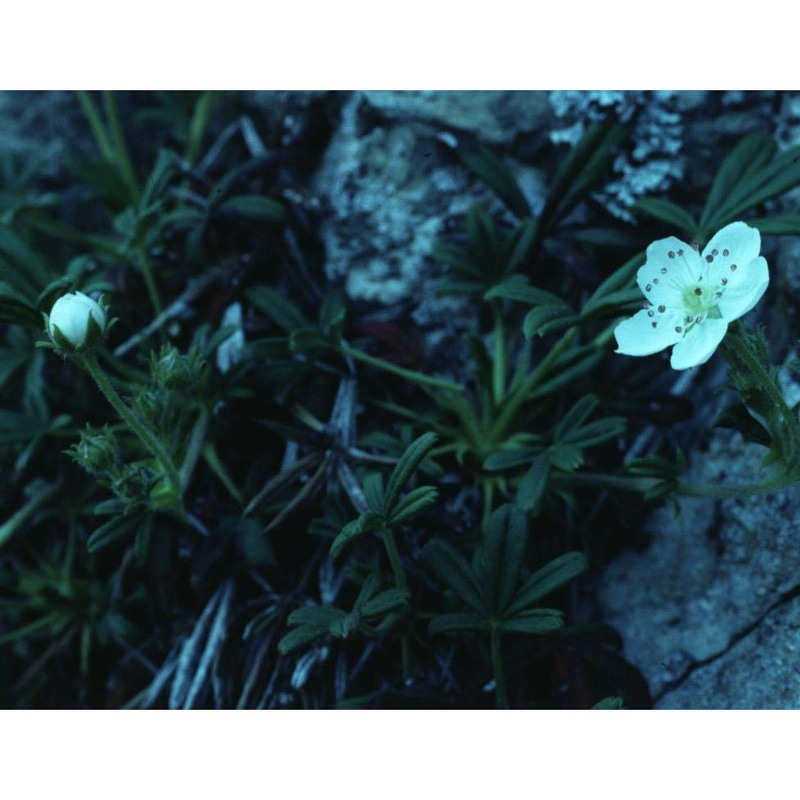 potentilla saxifraga ardoino ex de not.