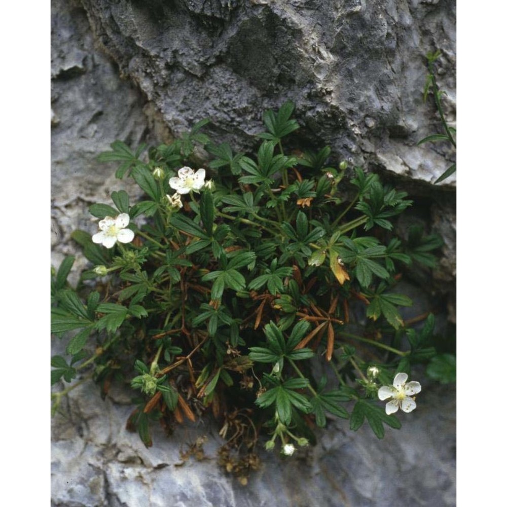 potentilla saxifraga ardoino ex de not.