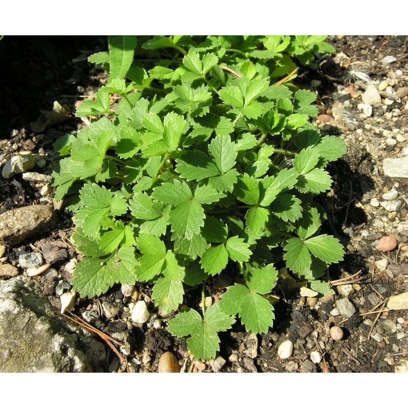 potentilla sterilis (l.) garcke