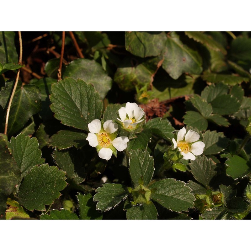 potentilla sterilis (l.) garcke