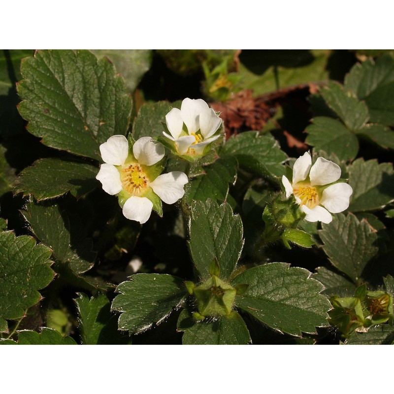 potentilla sterilis (l.) garcke