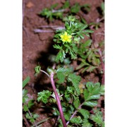 potentilla supina l.