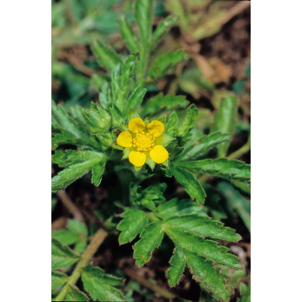 potentilla supina l.