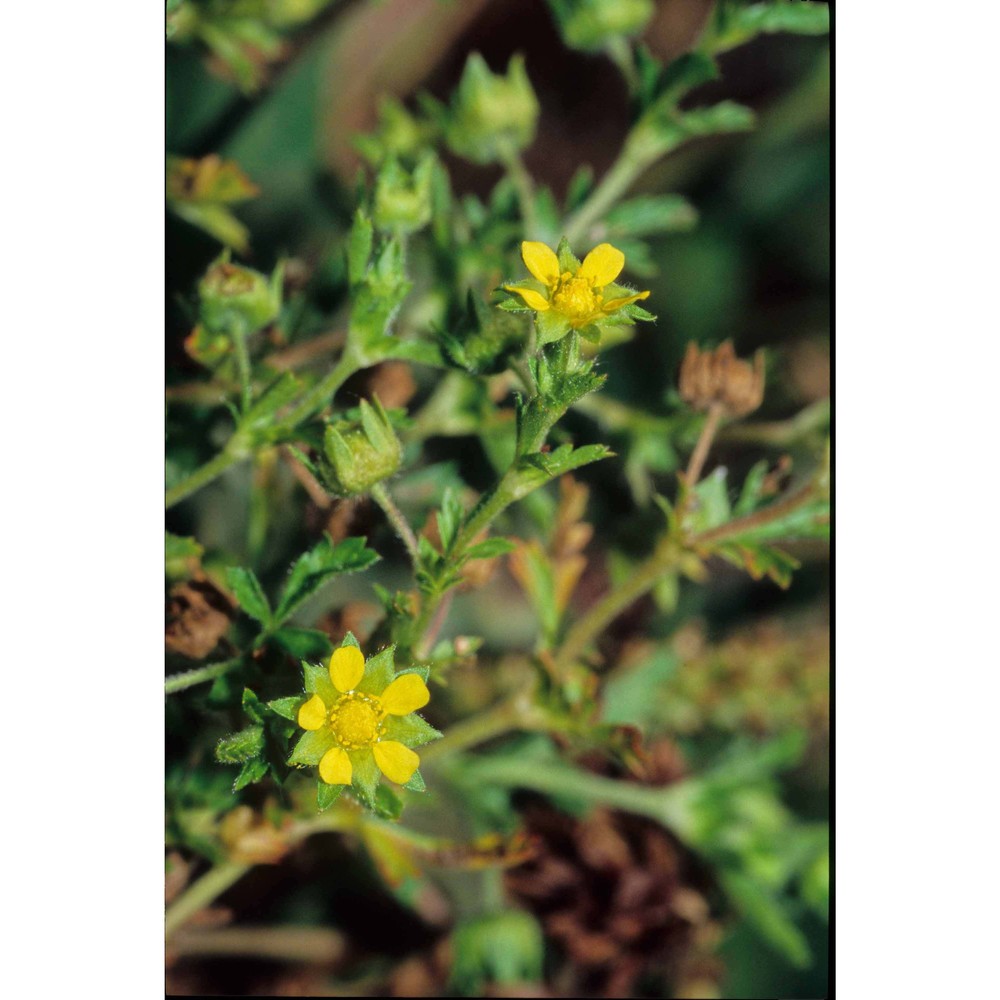 potentilla supina l.