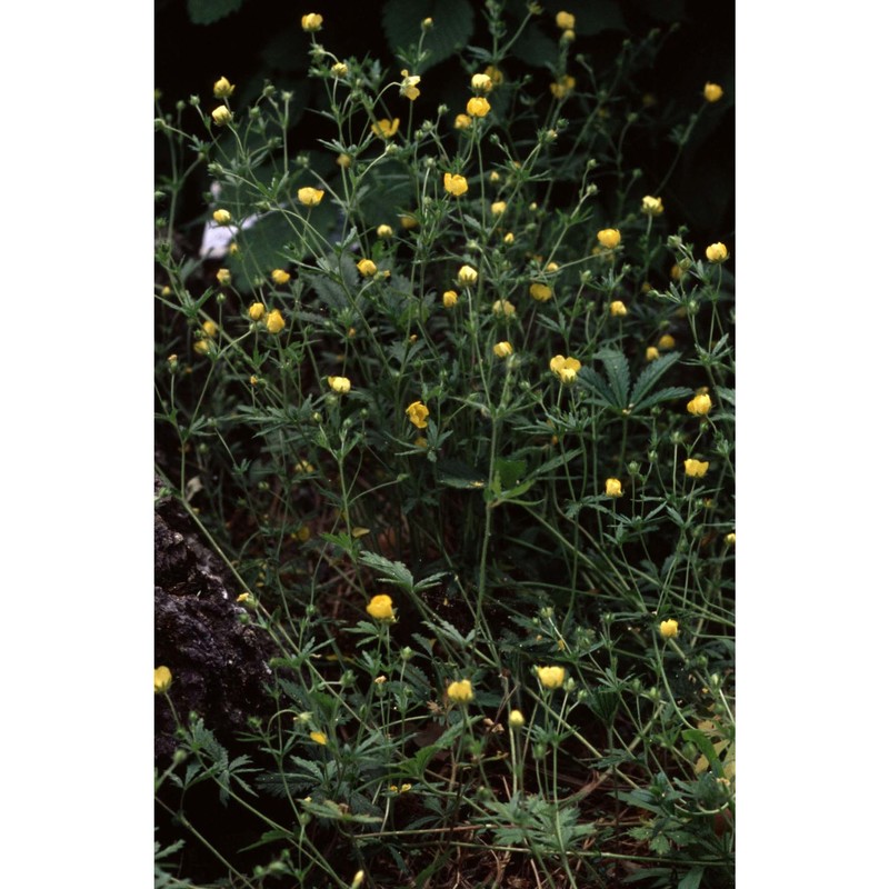 potentilla thuringiaca bernh.