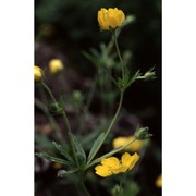 potentilla thuringiaca bernh.