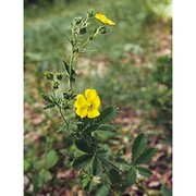 potentilla thuringiaca bernh.