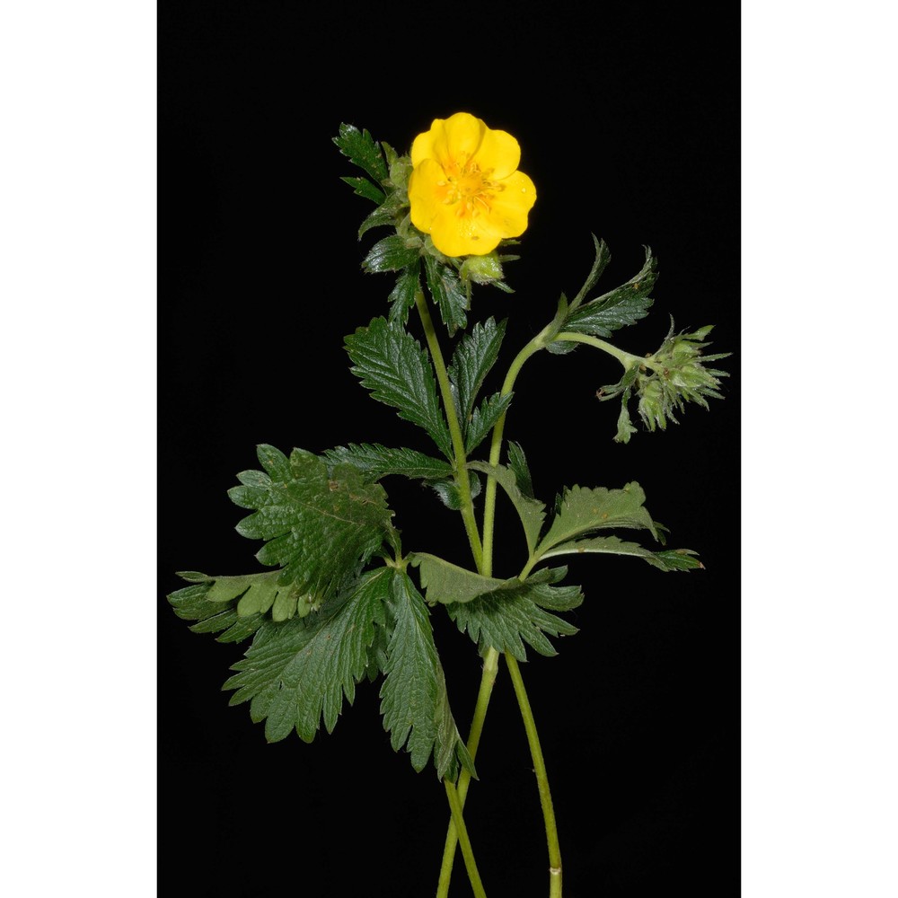 potentilla thuringiaca bernh.