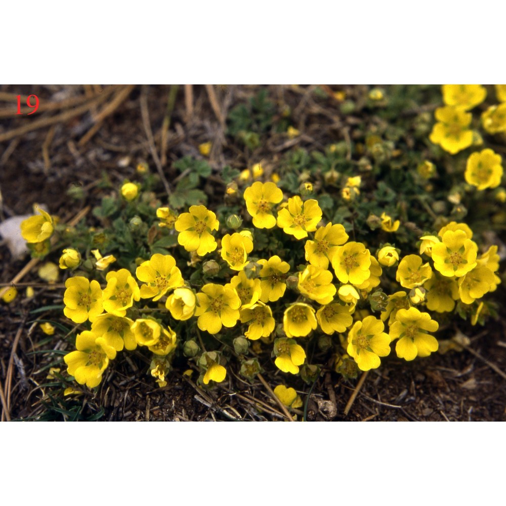 potentilla tommasiniana f. w. schultz