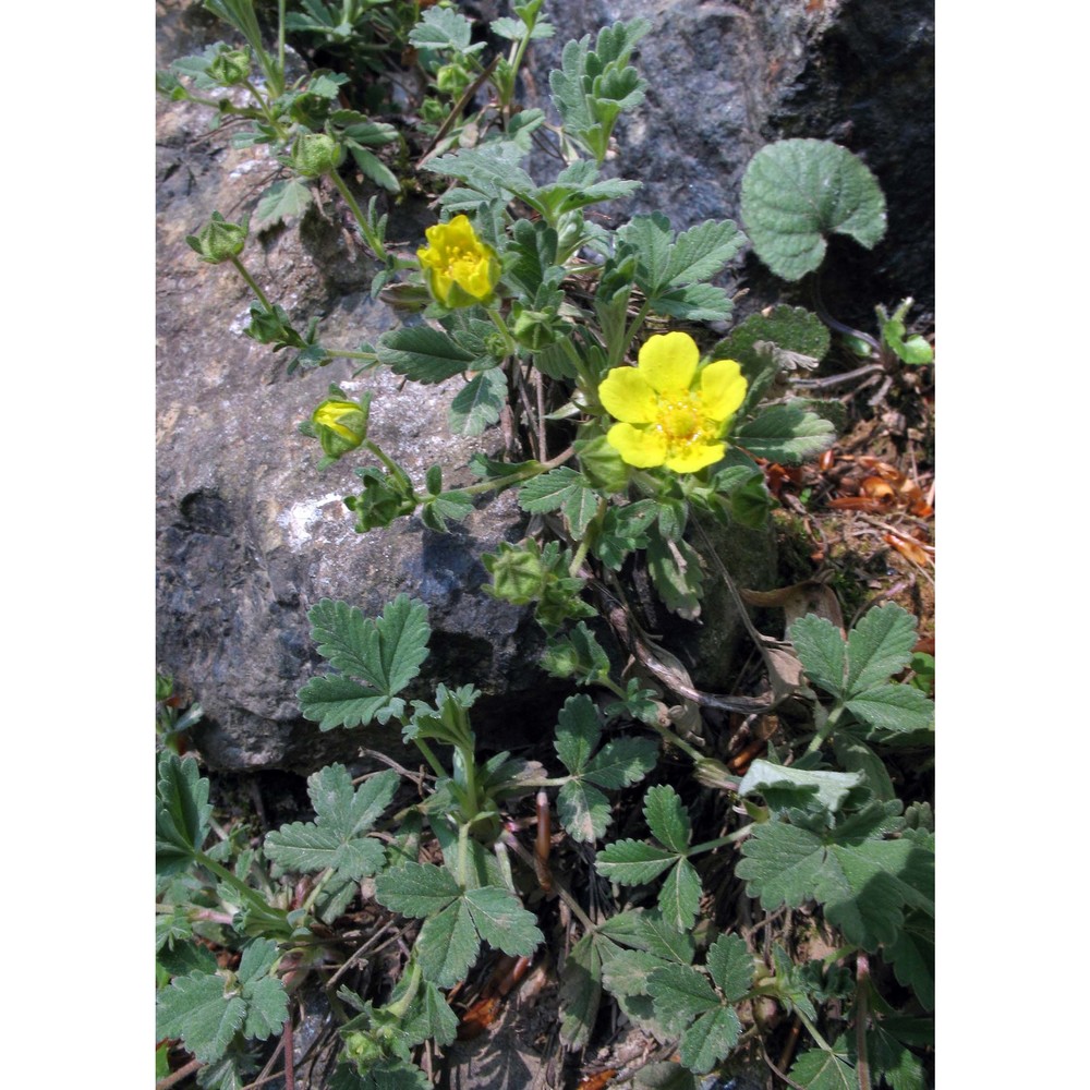 potentilla tommasiniana f. w. schultz