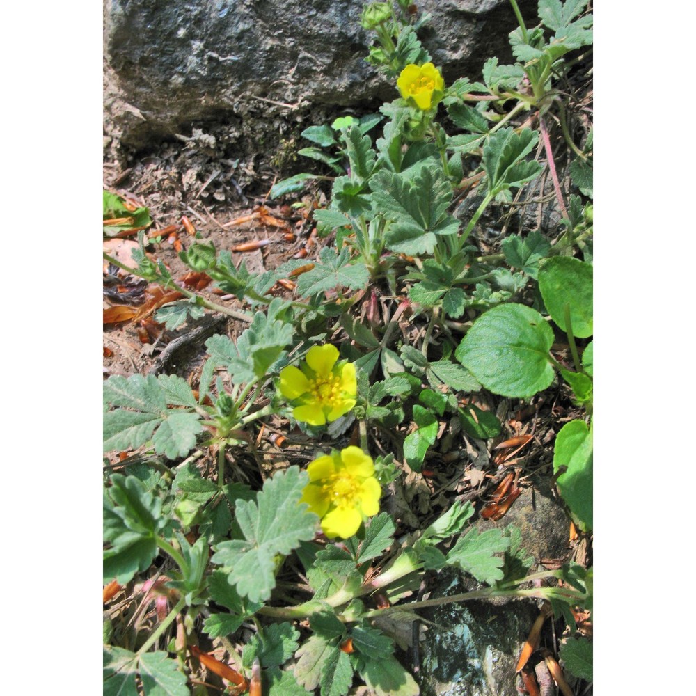 potentilla tommasiniana f. w. schultz