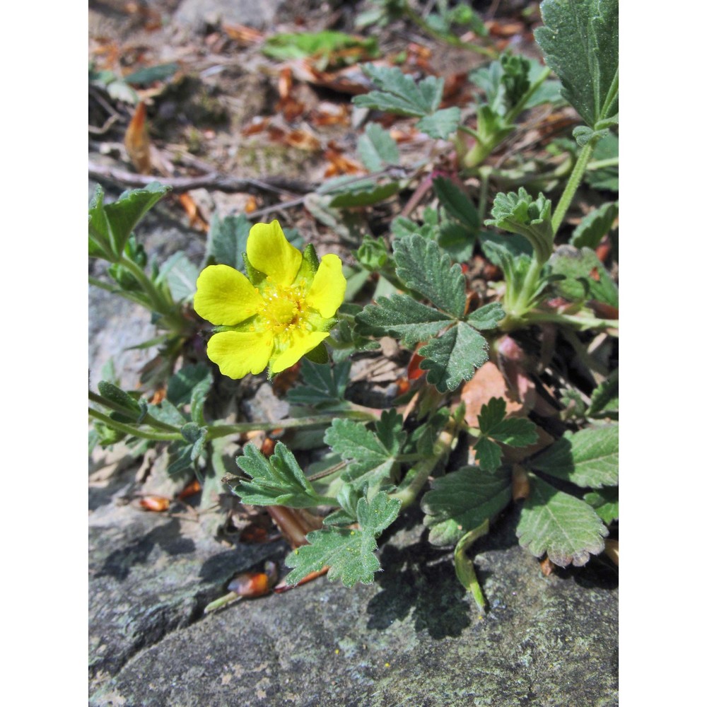 potentilla tommasiniana f. w. schultz