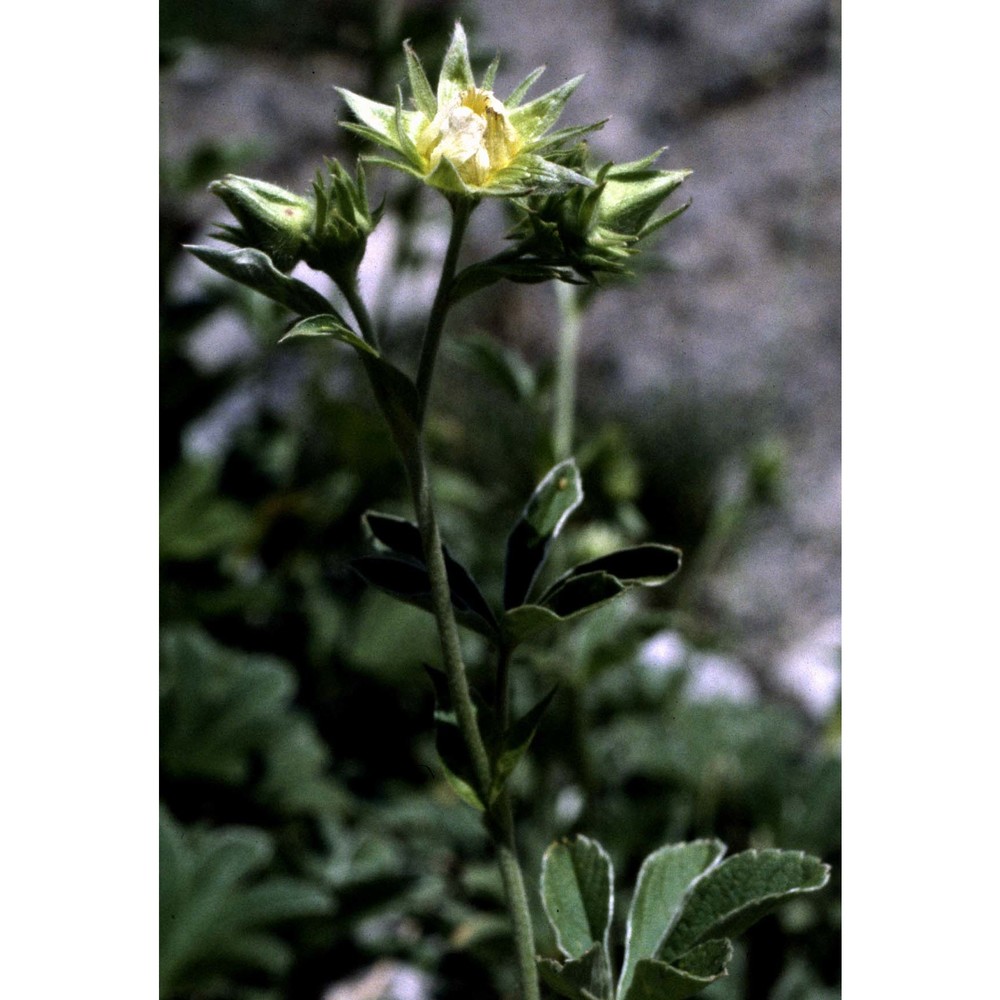 potentilla valderia l.