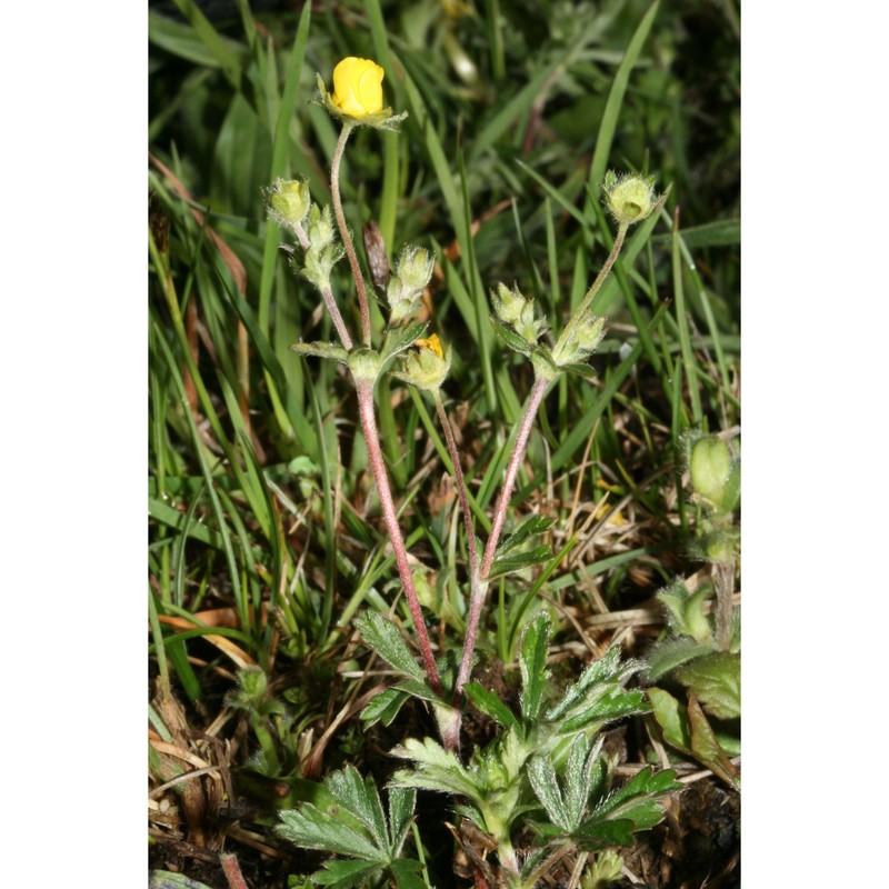 potentilla wiemanniana günther, grab. et wimm.