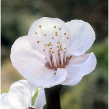 prunus armeniaca l.