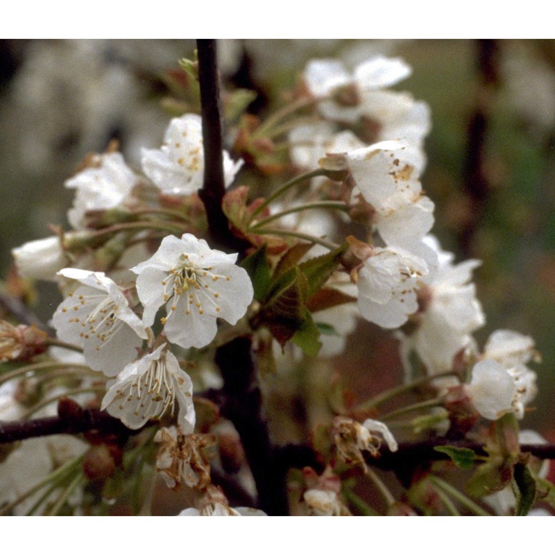 prunus avium (l.) l.