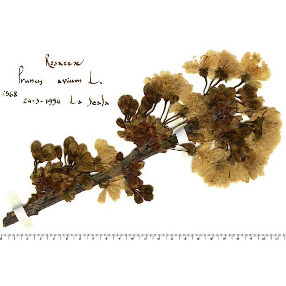 prunus avium (l.) l.