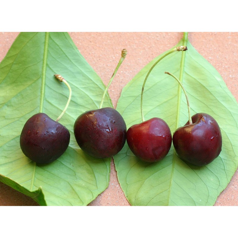 prunus avium (l.) l.